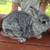 Netherland Dwarfs 21 thumbnail