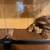 Female Spiderball Python 3 thumbnail