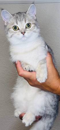 Scottish fold and straight (Citrus Heights)63679395645441121