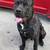 Cane Corso 1 thumbnail