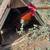 Rooster 1 thumbnail