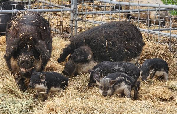 pigs  /  piglets 1