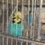 ENGLISH BUDGIES 1 thumbnail