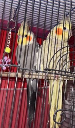 Cockatiel 1