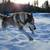 Rehoming Siberian Husky 10 thumbnail