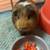 Loving new home for My Guinea Pig 4 thumbnail