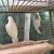 Cockatoo parrot 3 thumbnail