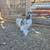 Silkie roosters for rehoming 1 thumbnail