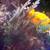 Unknown Acropora (Reef Aquarium) 3 thumbnail