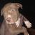 Pitbull pups 7 thumbnail