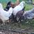 Ameraucana, Easter Egger, Blue Egger, Olive Egger chickens, many ages 2 thumbnail