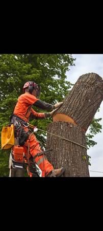 Tree removal /Stump Grinding 1