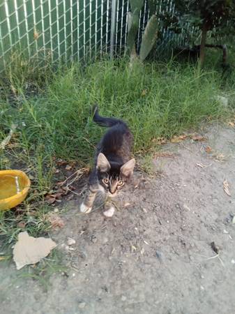 Kitten (North Sacramento)63881395257729120