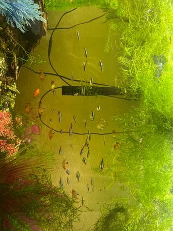Freshwater fish (Denver)63679552860163120