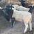 Ram lamb 1 thumbnail