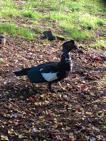 Free male Muscovy PENDING 1