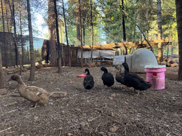 5 female ducks 1