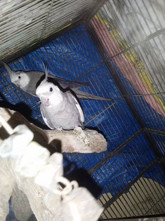 Breeding pair white face Cockatiels 1