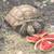 Sulcata Tortoise 1 thumbnail