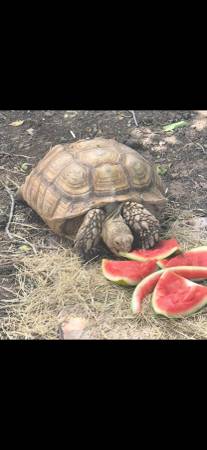 Sulcata Tortoise 1