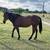 Beading mare 4 thumbnail