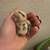 Worlds smallest chicken >Micro A serama chicks 5 thumbnail