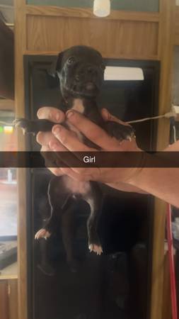 Pets (Saint James)593305729248808961