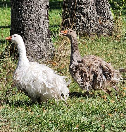 Sebastopol ganders 1