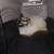 Siamese cat rehoming 2 thumbnail
