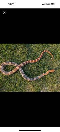 1.4 Breeding Colony Northern Mexican Pine Snakes (Saint Petersburg)63404974958723124