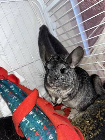 2 Male Chinchilla for sale (Kissimmee)63736866969217120