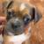 Pug/mini border collie 5 thumbnail