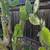 Organic Nopales Plants 2 thumbnail