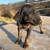 Little pups 5 thumbnail