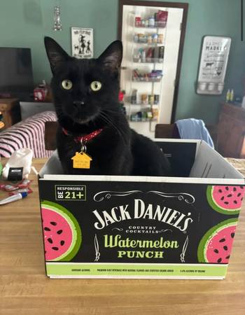 Missing Black Cat (Aurora)63921242632835120