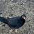 Chickens hens 2 thumbnail