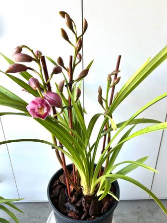 Pink Cymbidium orchids with 3 spikes 1