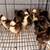 Chicks!!! 2 thumbnail
