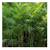 Reed palms ///// Chamaedorea seifrizii 3 thumbnail