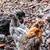 Bantam pullets 1 thumbnail