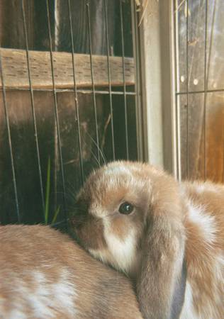 Fall Bunnies $150 (Oxnard)63686091048705121