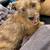 🚨FOUND DOG (TERRIER MIX)🚨 4 thumbnail