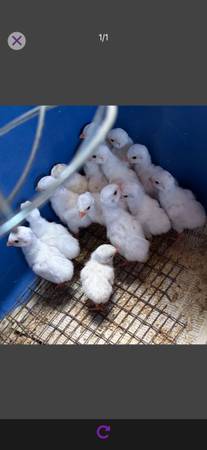 White Guineas 1