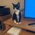 5 month old kitten 2 thumbnail