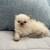 Persian Kittens 12 thumbnail