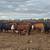 155 Three Thru Five Year Old Bred Cows 5 thumbnail