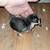 Baby chicks 9 thumbnail