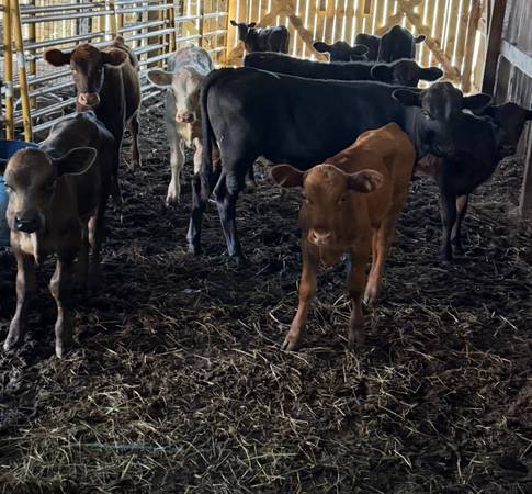 Weaned Calfs 1