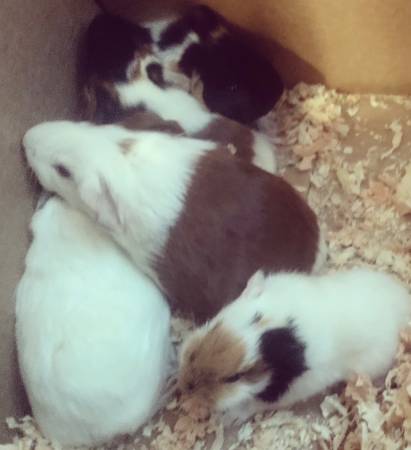 Guinea Pigs/Cuy 1