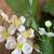 GLENVIEW Home & Garden QUALITY faux floral stems with green leaves and 1 thumbnail